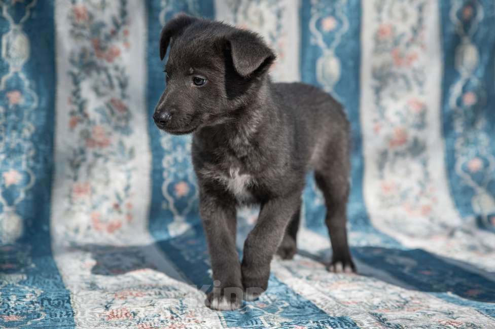 Собаки в Москве: Щенок 2х месяцев Бертон в добрые руки Мальчик, Бесплатно - фото 1