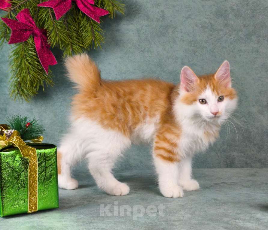 Кошки в Егорьевске: Курильский бобтейл Мальчик, 60 000 руб. - фото 3