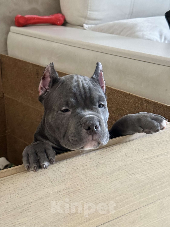 Собаки в Лыткарино: Амбулли 2.5 мес, мальчик Мальчик, 150 000 руб. - фото 4