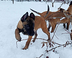 Собаки в Пятигорске: Бельгийская овчарка Малинуа Разнополые, 20 000 руб. - фото 3