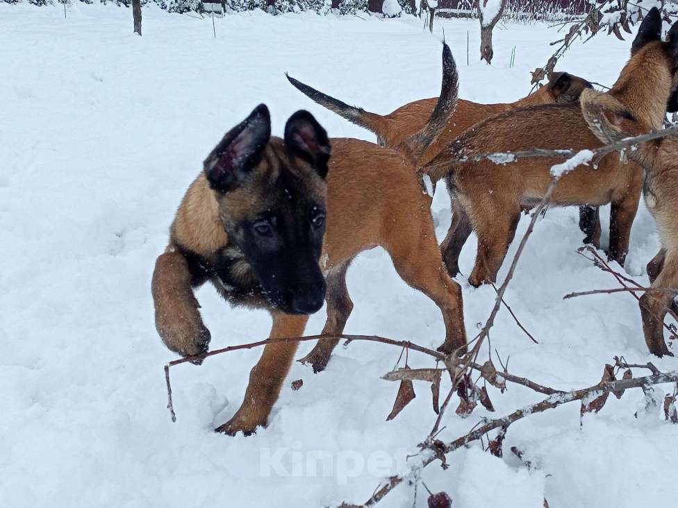 Собаки в Пятигорске: Бельгийская овчарка Малинуа Разнополые, 20 000 руб. - фото 3