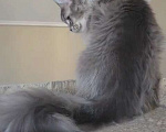 Кошки в Иваново: Котик мейн кун Мальчик, 45 000 руб. - фото 4