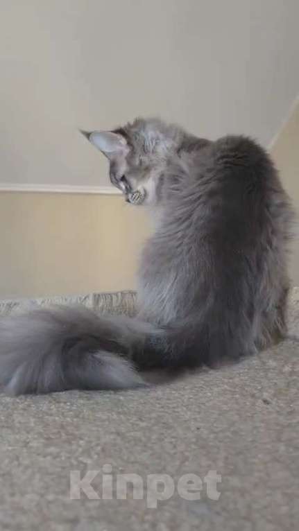 Кошки в Иваново: Котик мейн кун Мальчик, 45 000 руб. - фото 4