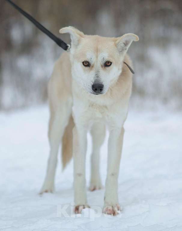 Собаки в Москве: Бася, собака с удивительными глазами  Девочка, Бесплатно - фото 2