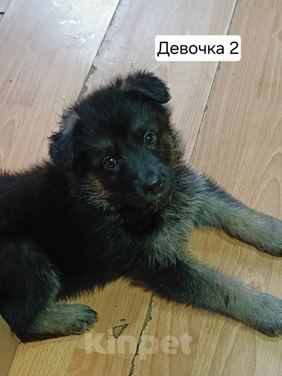 Собаки в других городах Московской области: Щенки немецкой овчарки Девочка, 15 000 руб. - фото 4
