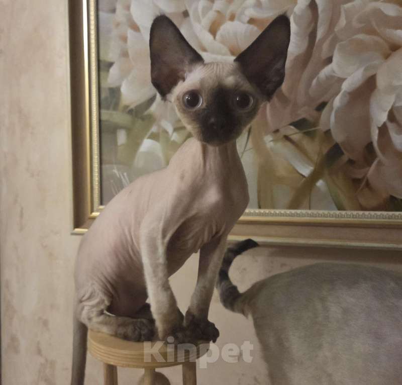 Кошки в Москве: голубоглазые котята девон-рекс Мальчик, 65 000 руб. - фото 1