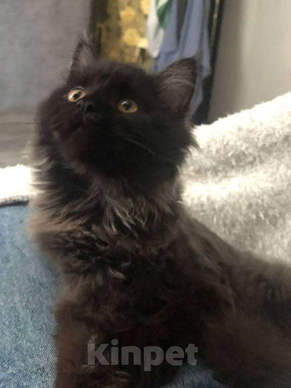 Кошки в Новосибирске: Котенок Мейн-кун Девочка, 5 000 руб. - фото 3