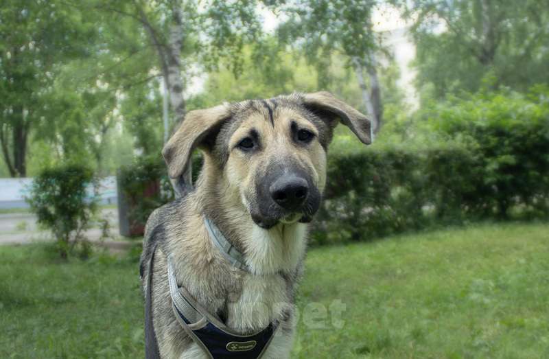 Собаки в Москве: Умнейший щенок метис овчарки Джек в добрые руки Мальчик, Бесплатно - фото 6
