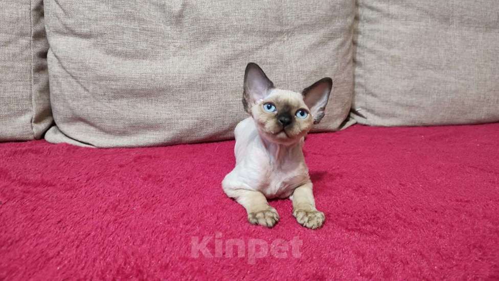 Кошки в Лобне: Голубоглазая девочка девон рекс Девочка, Бесплатно - фото 2