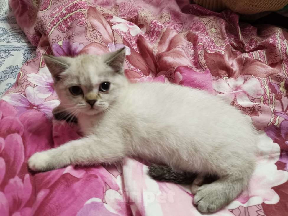 Кошки в Москве: Британская и Шотландская котята  Девочка, 12 000 руб. - фото 2