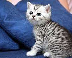 Кошки в Иркутске: Продам чистокровного британского котёнка. Девочка, 20 000 руб. - фото 2
