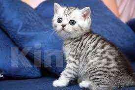 Кошки в Иркутске: Продам чистокровного британского котёнка. Девочка, 20 000 руб. - фото 2