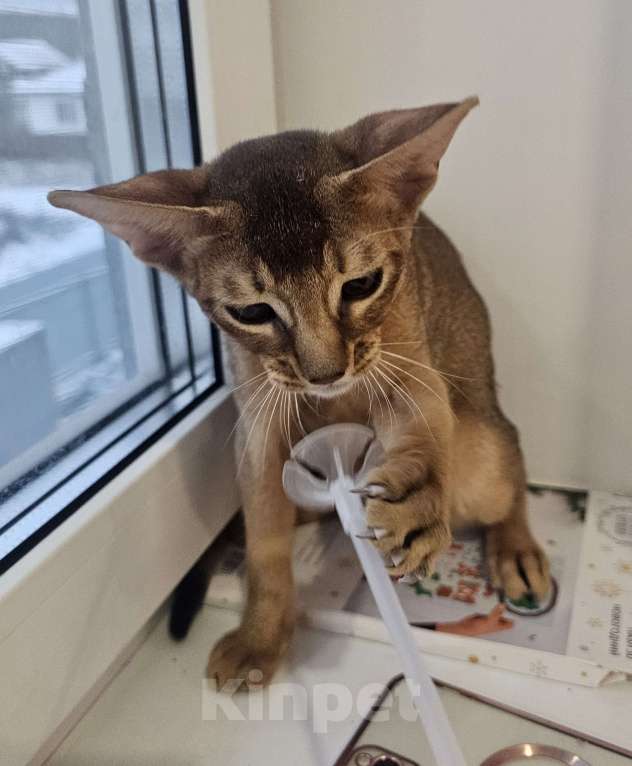 Кошки в Екатеринбурге: Абиссинский котёнок  Мальчик, Бесплатно - фото 4