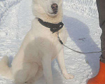 Собаки в Москве: Белый красавец в дар, компаньон Мальчик, Бесплатно - фото 5