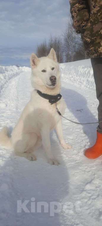 Собаки в Москве: Белый красавец в дар, компаньон Мальчик, Бесплатно - фото 5