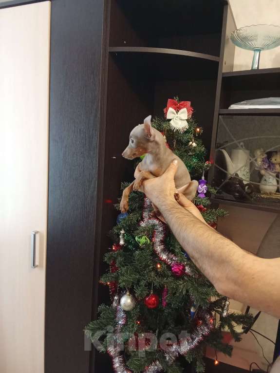 Собаки в Ейске: Лиловый той Мальчик, 25 000 руб. - фото 2