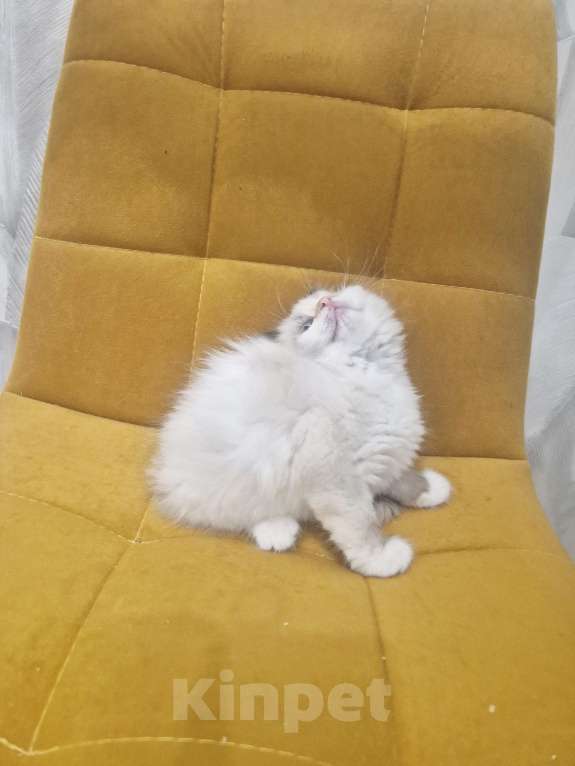 Кошки в Москве: Самый обаятельный котик Рэгдолл  Мальчик, 50 000 руб. - фото 5