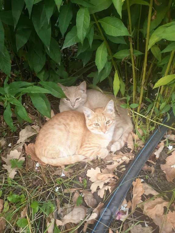 Кошки в других городах Свердловской области: Котик Рыжик Мальчик, Бесплатно - фото 1