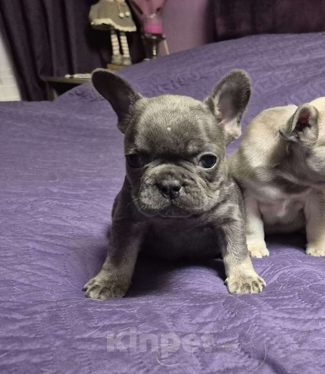 Собаки в Москве: Голубой подпал девчата Девочка, 65 000 руб. - фото 2