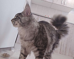 Кошки в Москве: Срочно продаем котёнка мейн-куна 7 месяцев Мальчик, Бесплатно - фото 2