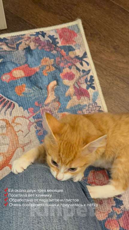 Кошки в Москве: Рыжий котенок в поиске своих хозяев Девочка, Бесплатно - фото 4