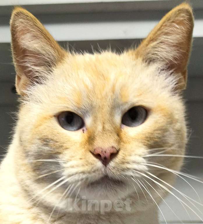 Кошки в Москве: Голубоглазый аристократ ищет семью Мальчик, Бесплатно - фото 1