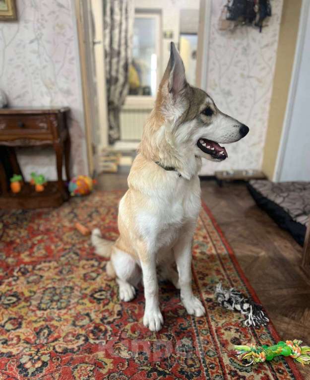 Собаки в других городах Московской области: Анри якутенок в добрые руки Мальчик, Бесплатно - фото 4