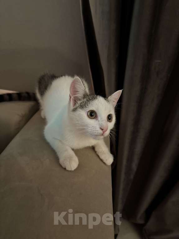 Кошки в Москве: Мия  Девочка, Бесплатно - фото 4