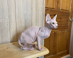 Кошки в Волгограде: Котята  Сфинкса, Эльфа  Девочка, 20 000 руб. - фото 7