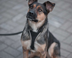 Собаки в Москве: Черешня, 4 года Девочка, Бесплатно - фото 9