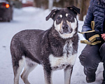 Собаки в Солнечногорске: Бывшедомашняя девочка в поисках новой семьи Девочка, Бесплатно - фото 2