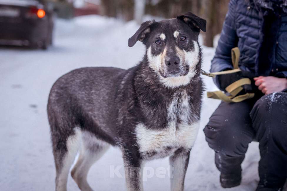 Собаки в Солнечногорске: Бывшедомашняя девочка в поисках новой семьи Девочка, Бесплатно - фото 2