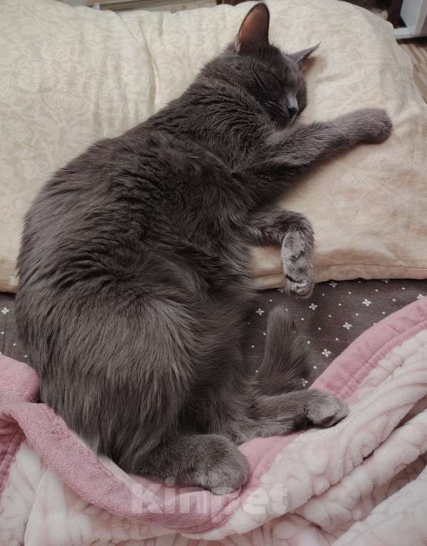 Кошки в Москве: В добрые ручки Девочка, Бесплатно - фото 3