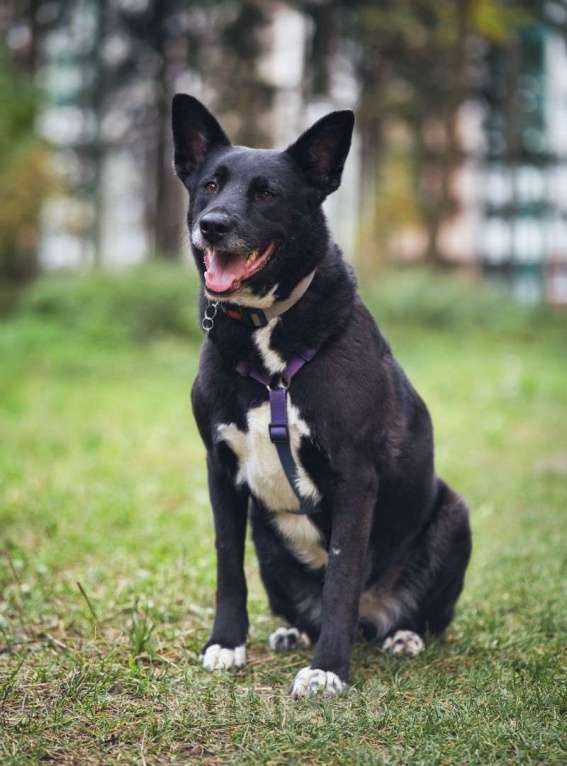 Собаки в Москве: Ищем дом для спасенной доброй собаки Багиры Девочка, 1 руб. - фото 8
