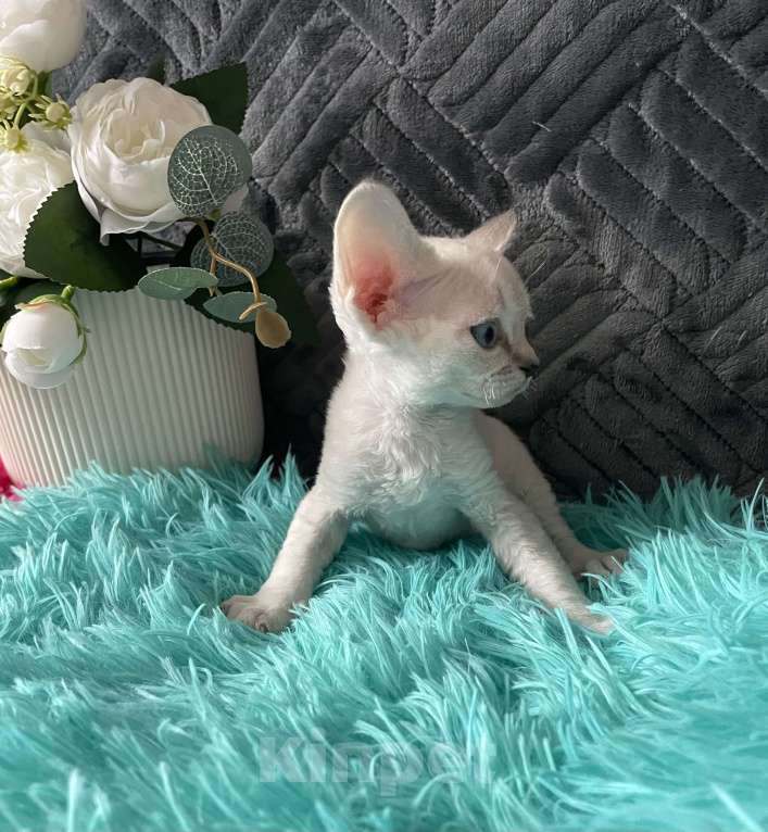 Кошки в Москве: Котенок Девон рекс мальчик с голубыми глазами Мальчик, 60 000 руб. - фото 3