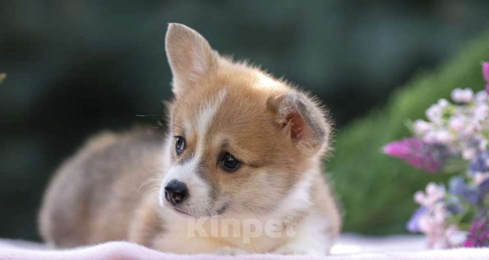 Собаки в Краснодаре: Вельш корги пемброк щенок девочка Девочка, Бесплатно - фото 2