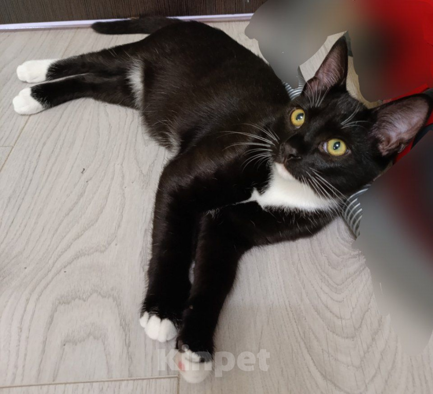 Кошки в Москве: Котёнок ищет дом Мальчик, Бесплатно - фото 2
