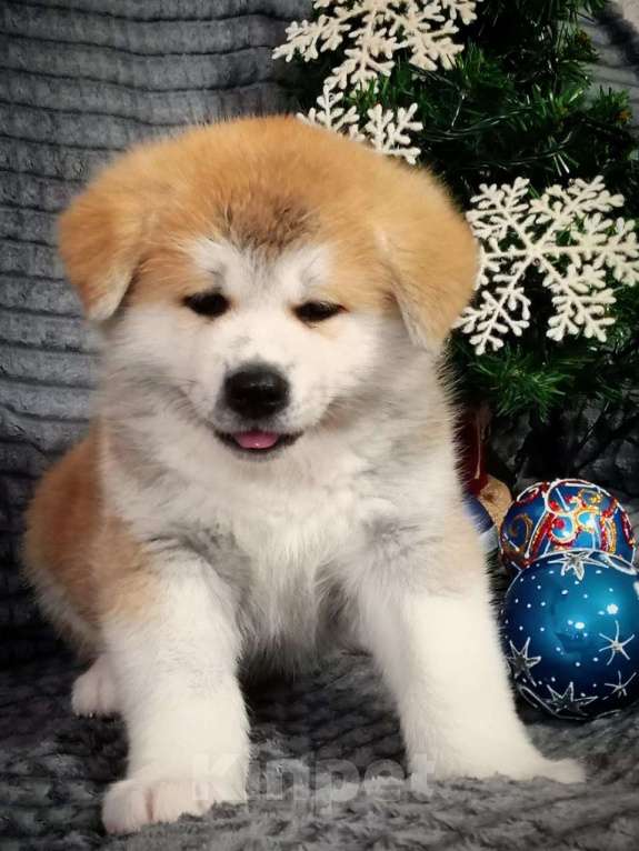 Собаки в Липецке: Акита ину мальчики Мальчик, Бесплатно - фото 5