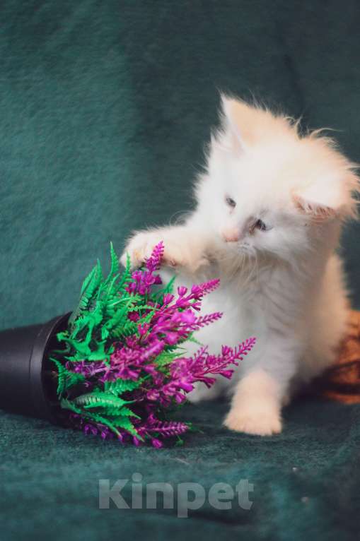 Кошки в Барнауле: мейн кун снежинка Девочка, 15 000 руб. - фото 1