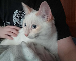 Кошки в Омске: котенок Мальчик, 1 руб. - фото 1