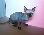 Кошки в Ростове-на-Дону: Канадский сфинк. Девочка, 5 000 руб. - фото 1