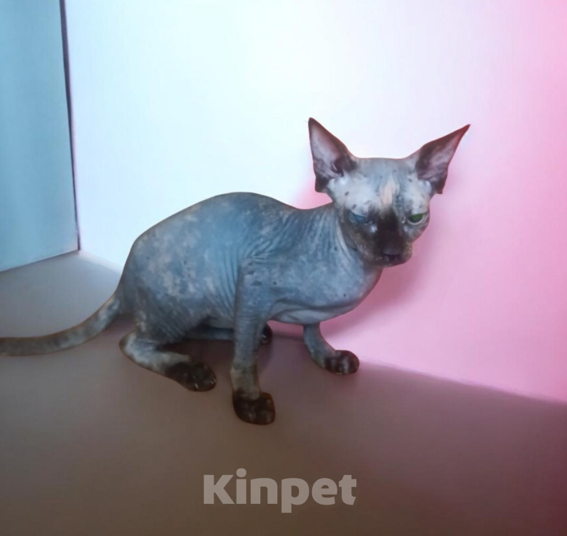 Кошки в Ростове-на-Дону: Канадский сфинк. Девочка, 5 000 руб. - фото 1