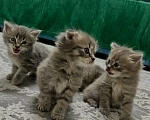 Кошки в Волжском: Отдам в добрые руки котят Мальчик, Бесплатно - фото 4