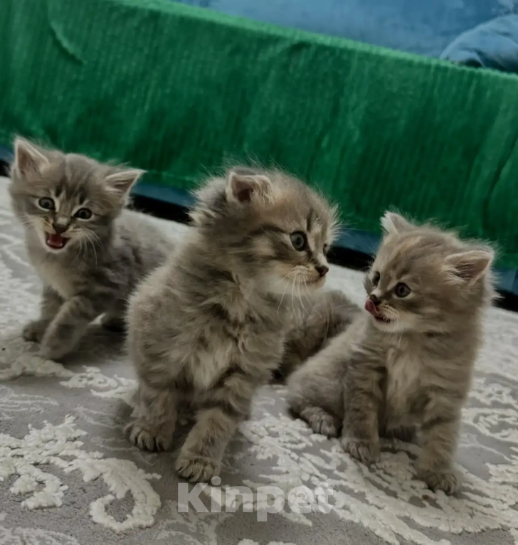 Кошки в Волжском: Отдам в добрые руки котят Мальчик, Бесплатно - фото 4