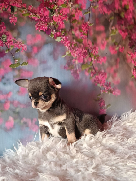 Собаки в Москве: Голубая с подпалом красавица Девочка, 130 000 руб. - фото 3