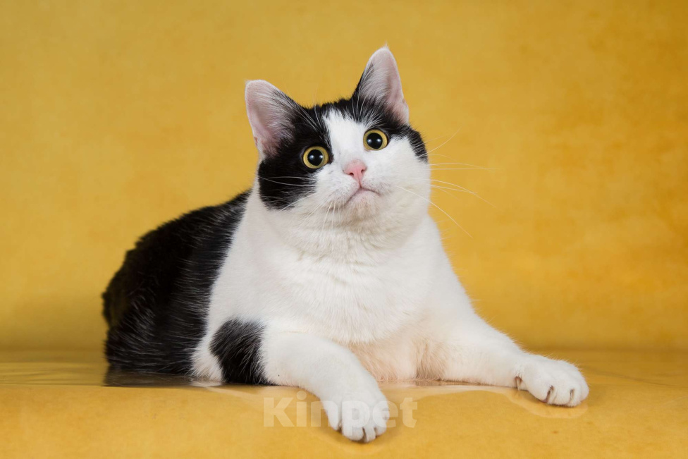 Кошки в Москве: Кошка-плюшка Юла в добрые руки! Девочка, Бесплатно - фото 1