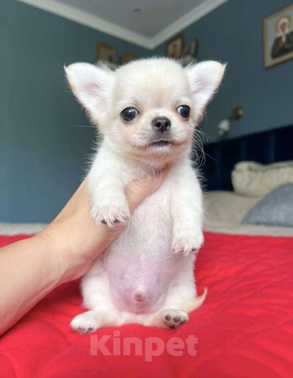 Собаки в Коломне: Чипсик кукольный мальчик чихуахуа  Мальчик, 50 000 руб. - фото 2