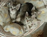 Кошки в Инсаре: Отдам в добрые руки Девочка, Бесплатно - фото 1