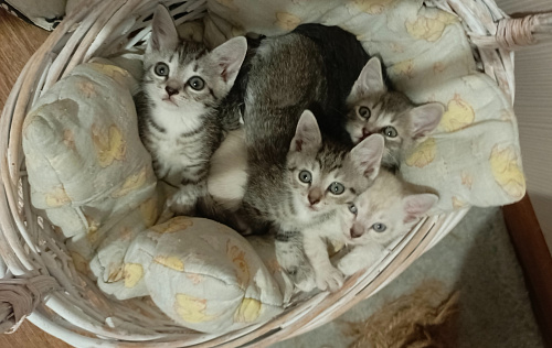 Отдам в добрые руки