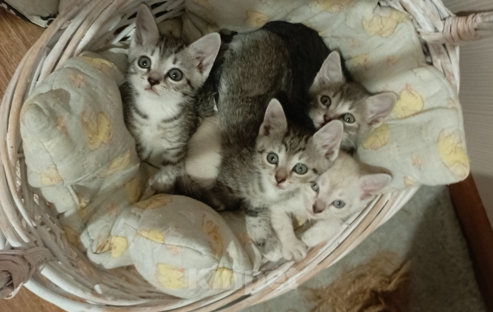 Кошки в Инсаре: Отдам в добрые руки Девочка, Бесплатно - фото 1